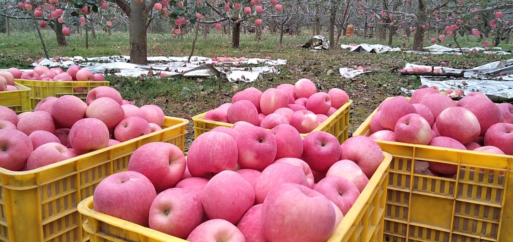 甘肃陇南市礼县苹果,包括花牛,红富士,自家种植,欢迎订购
