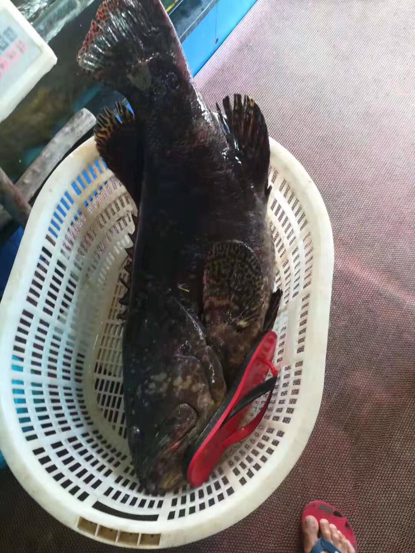 珍珠龙胆石斑鱼 湛江市网箱珍珠斑鱼,一手货源,基地直出365日有货