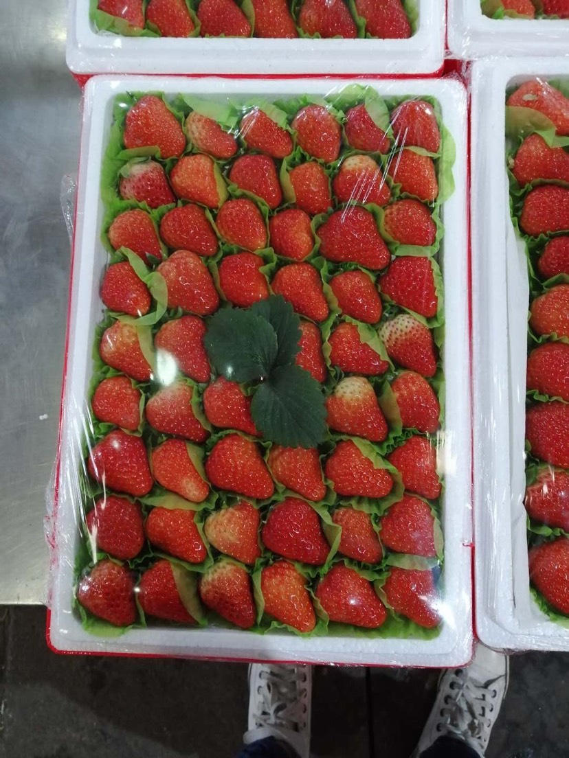 品种名:红颜草莓 品种名:红颜草莓 单颗重:20克以上 货品包装:泡沫
