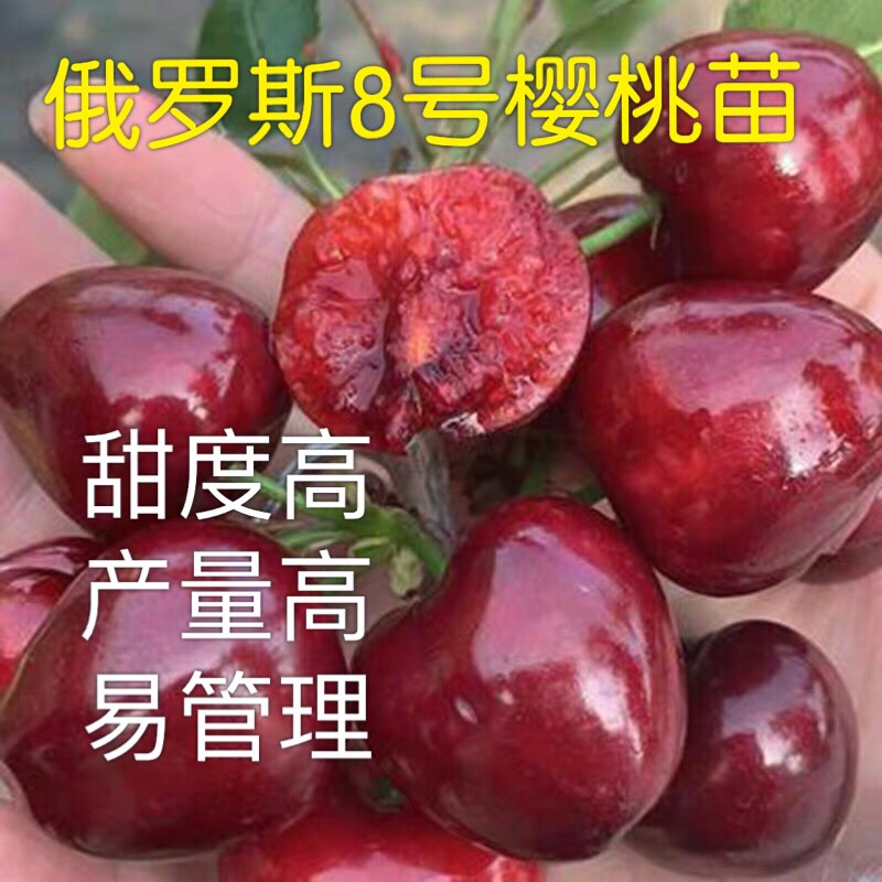 山东临沂平邑县俄罗斯8号樱桃苗 包品种,包成活,甜度高!产量高!易管理