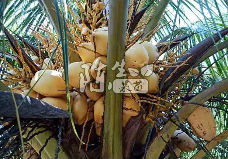 椰子苗 泰国金椰海南青椰苗 南北方可种植