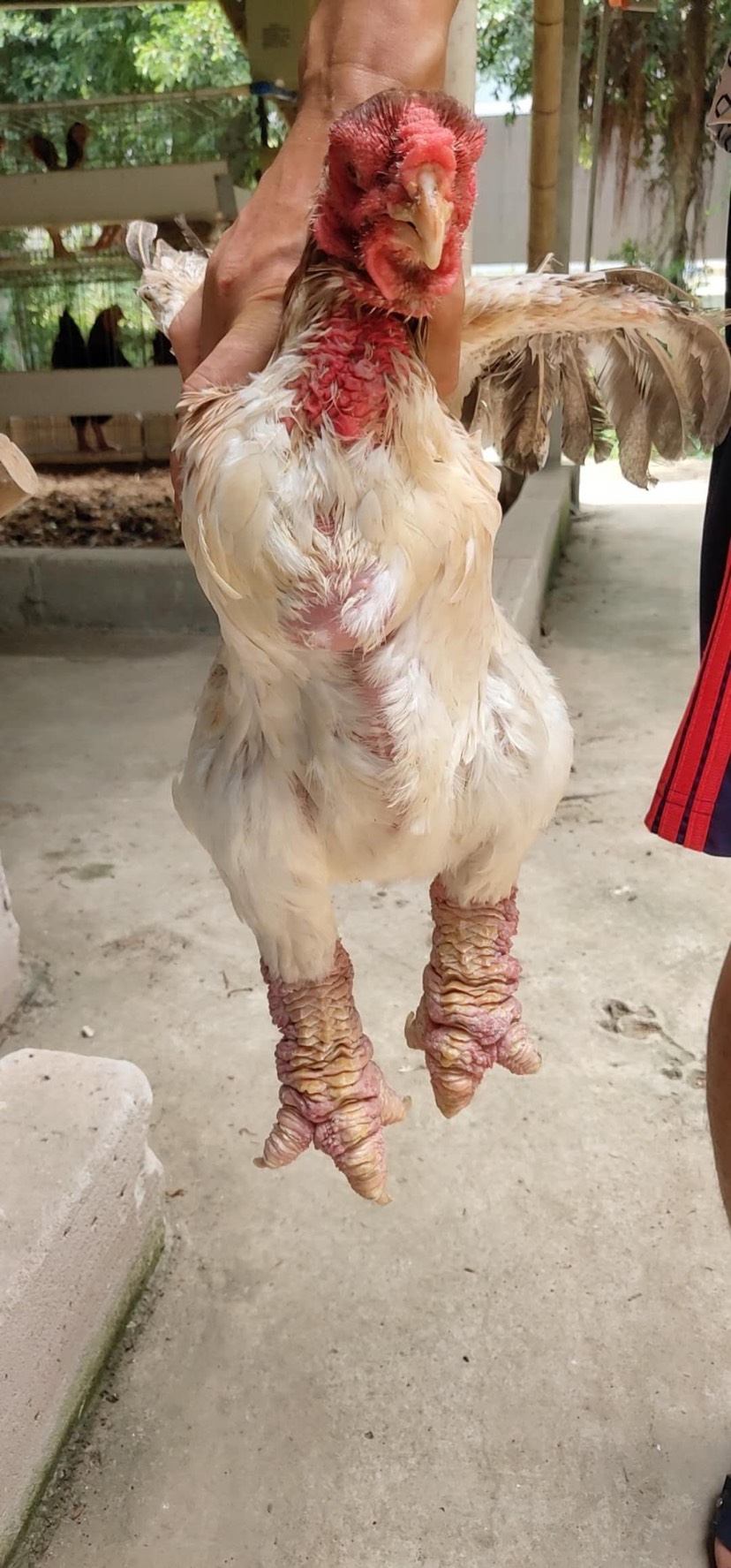 东涛鸡脱温鸡苗已种全育苗