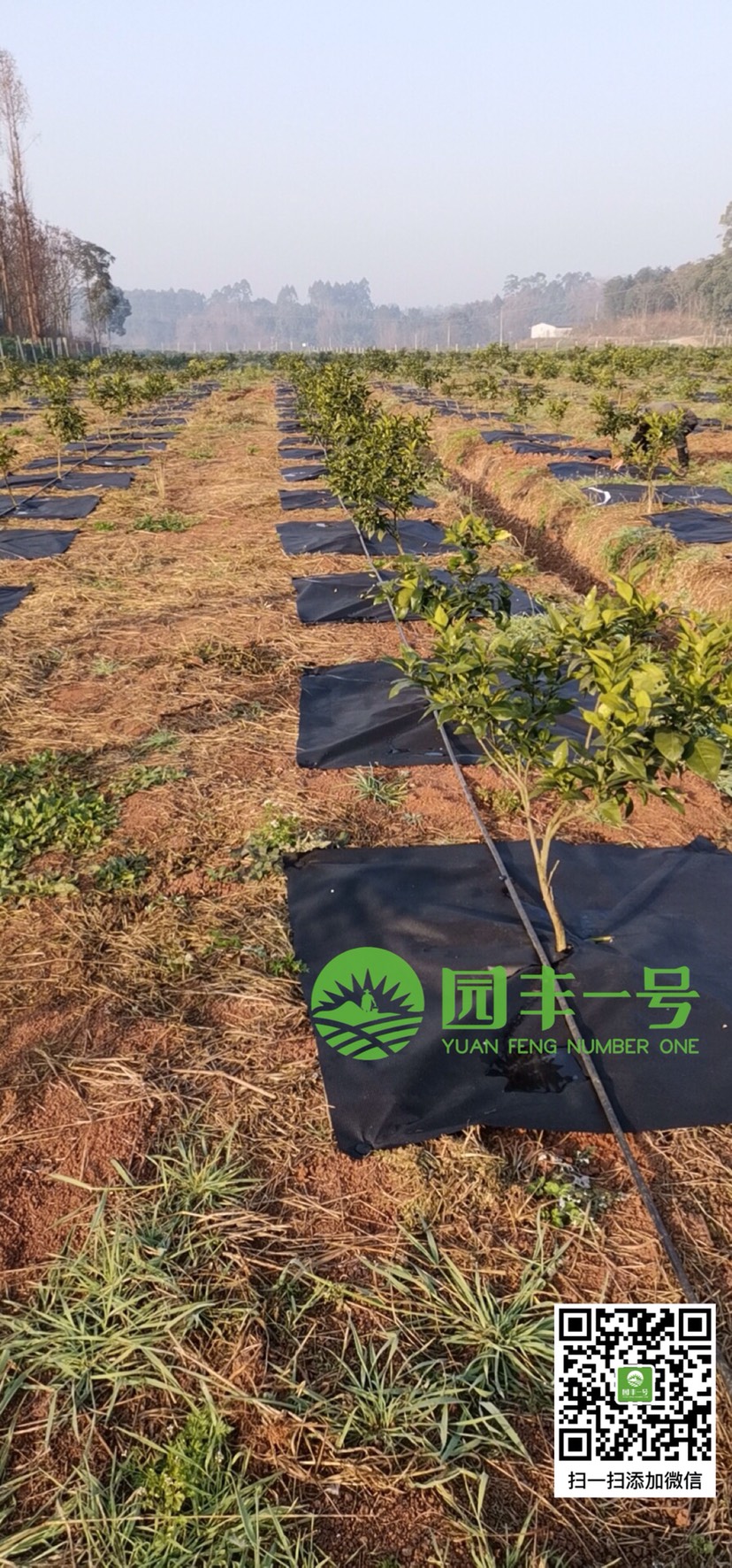 园丰一号新型防草布单张用防草布,地布