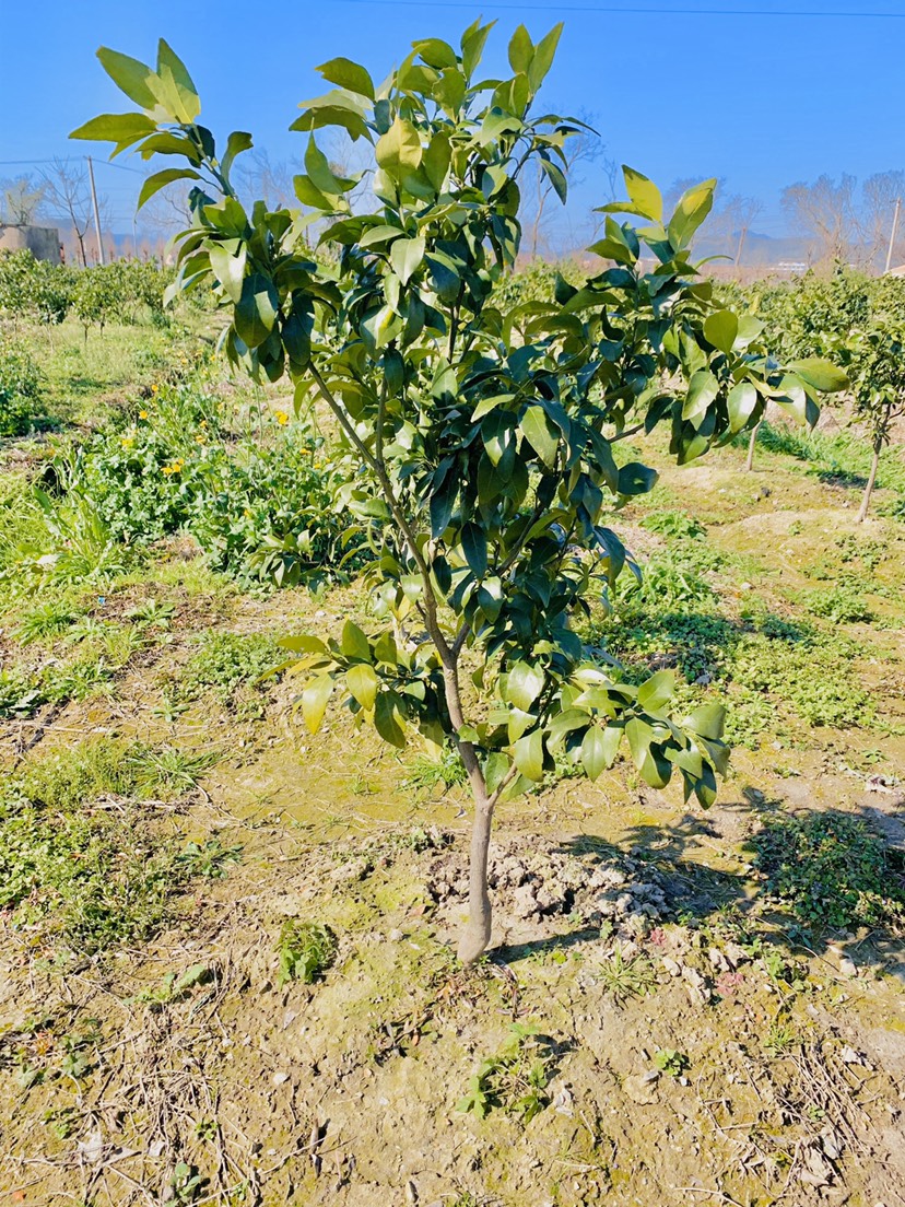 红美人柑桔苗 象山柑橘红美人苗木 爱媛28号 1.2公分~1.8公分直径苗