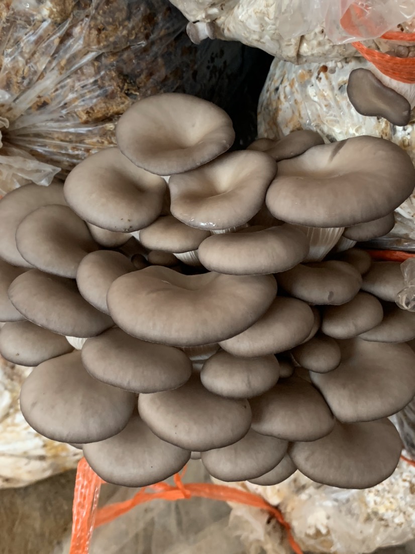 平菇菌种 常年生产平菇,姬菇,秀珍菇,俞黄菇菌棒,菌种.供应各种菌需.