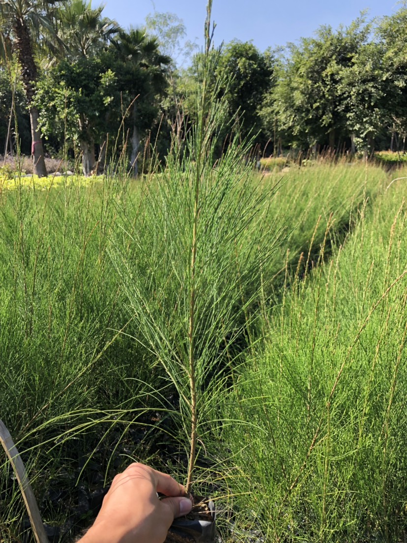 现货供应木麻黄 木麻黄球 基地直销