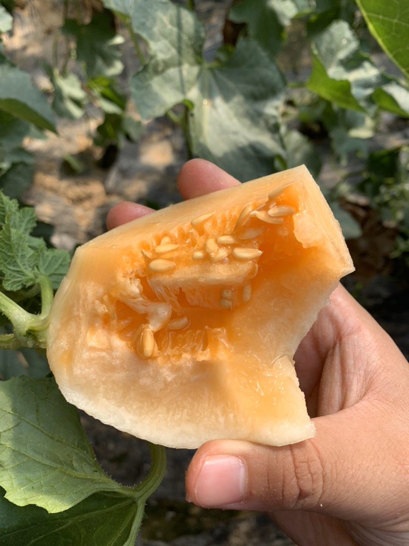 精品东方蜜1号 红肉脆梨 红金蜜