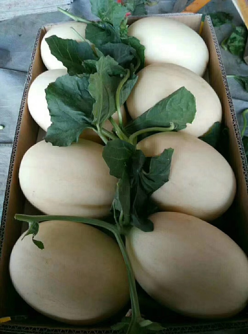 精品东方蜜1号 红肉脆梨 红金蜜