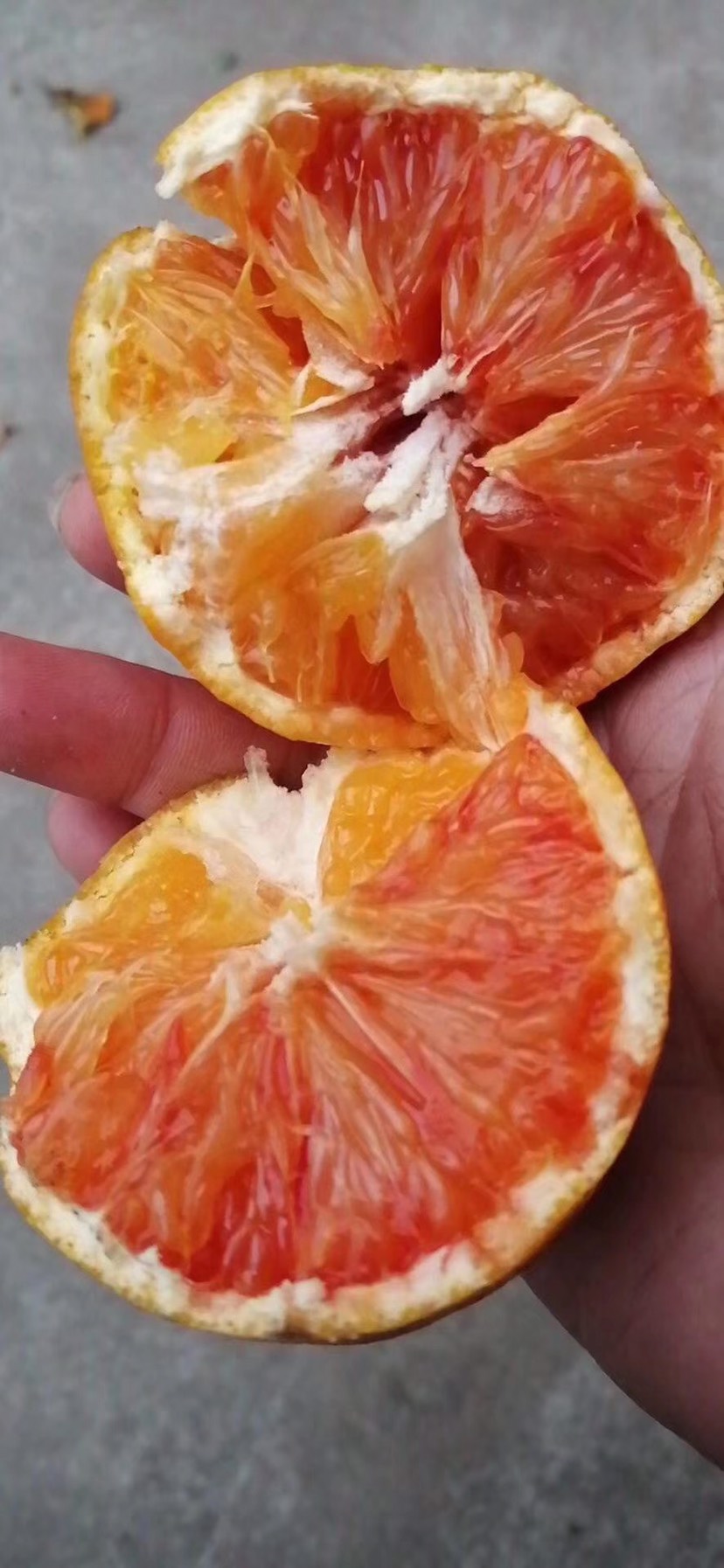 供应大厅  水果 橙子  商品详情 「塔罗科血橙」实拍 甜中带微酸 如