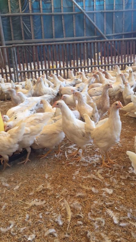 供应大厅  禽畜肉蛋  鸡苗  白羽肉鸡,实际上是属于快大白羽肉鸡中的