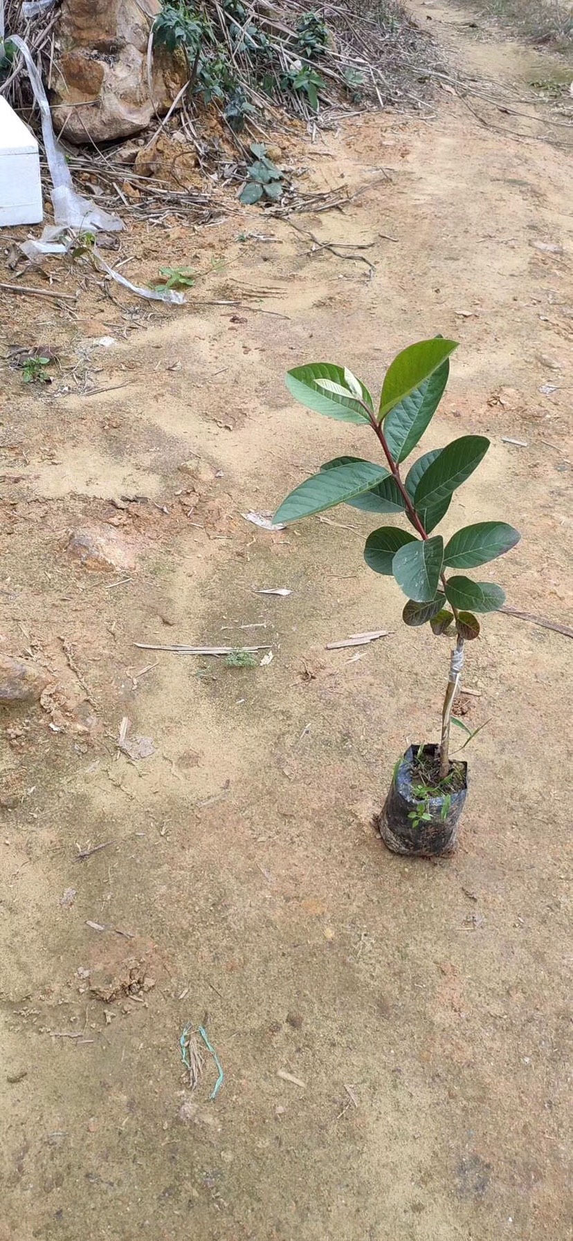 胭脂红番石榴苗 胭脂红番石榴番嫁接袋苗适应性强 粗生易管 生长快 小