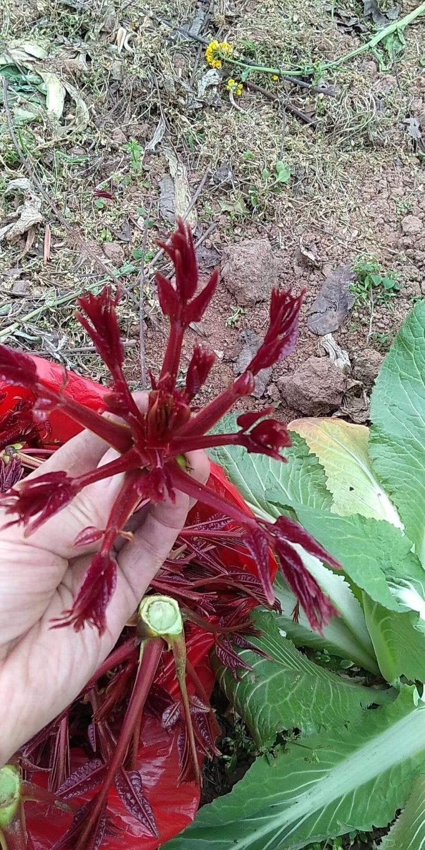 中国一县正宗红香椿芽,顶原芽