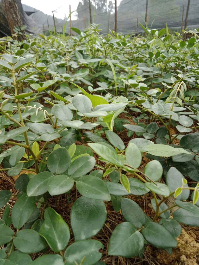 云南山豆根苗子 苦参 山豆根种苗 基地直销 产地发货