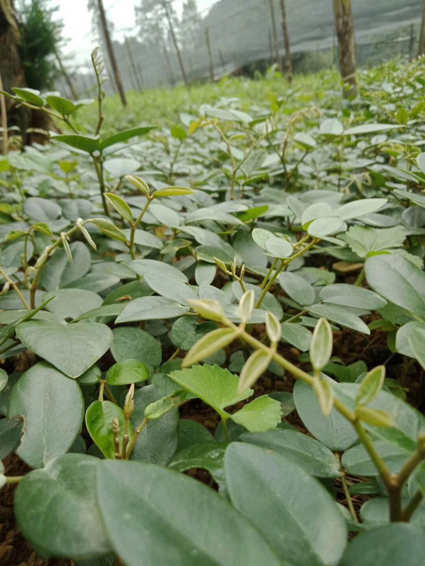 云南山豆根苗子 苦参 山豆根种苗 基地直销 产地发货