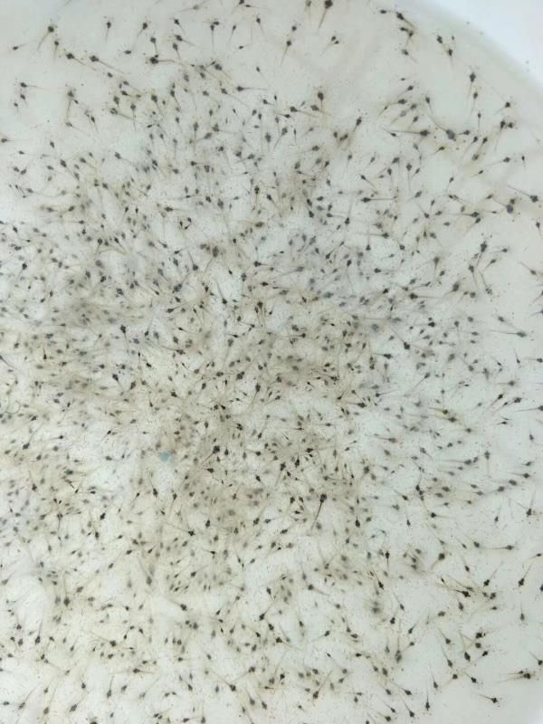 [青虾苗批发] 青虾苗/苗/沙虾苗全国包邮价格0.03元/尾 - 惠农网