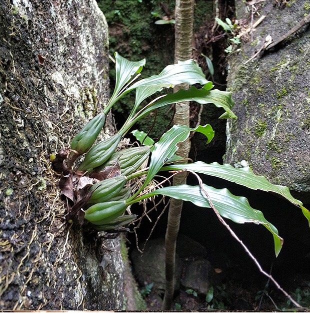 生山药 石仙桃,炖汤佳品