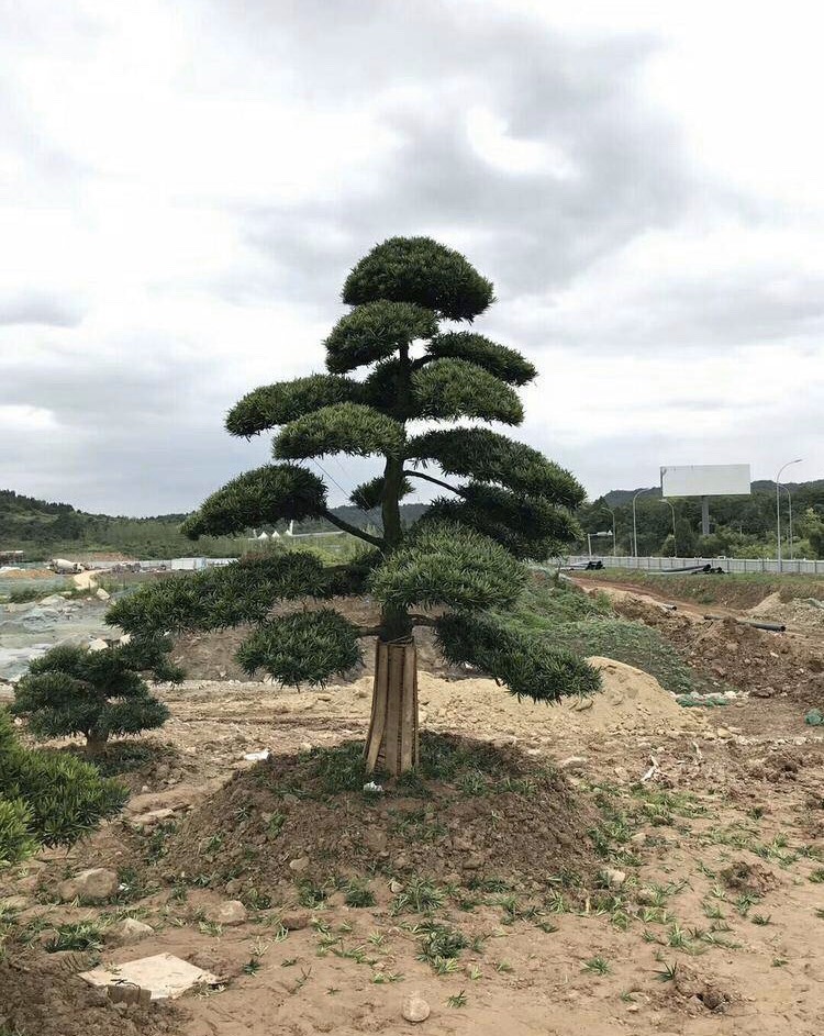 湖南省长沙市浏阳市造型罗汉松 罗汉松大型造型树盆景别墅庭院高档