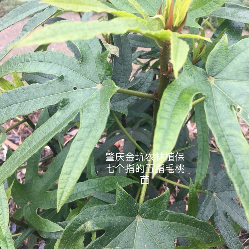 广东肇庆高要区五指毛桃苗 【七个指细叶浓香品种】