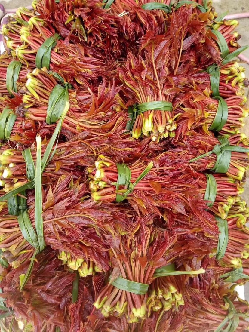 供应大厅  蔬菜 香椿芽