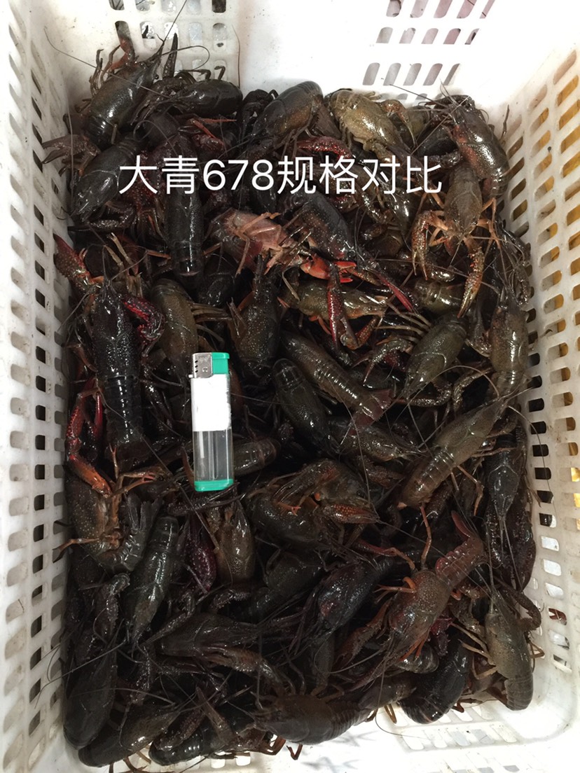 9钱以上1两以上炮头小龙虾炮青炮红 硬规格批发 青红分开