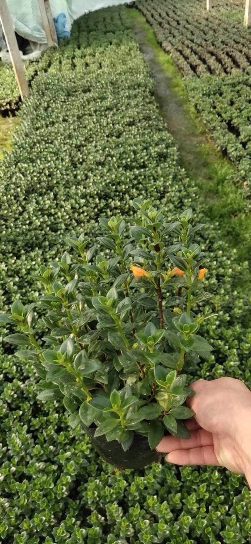 金鱼草袋苗多年生草本植物观赏价值高 原土原袋发易移植好成活