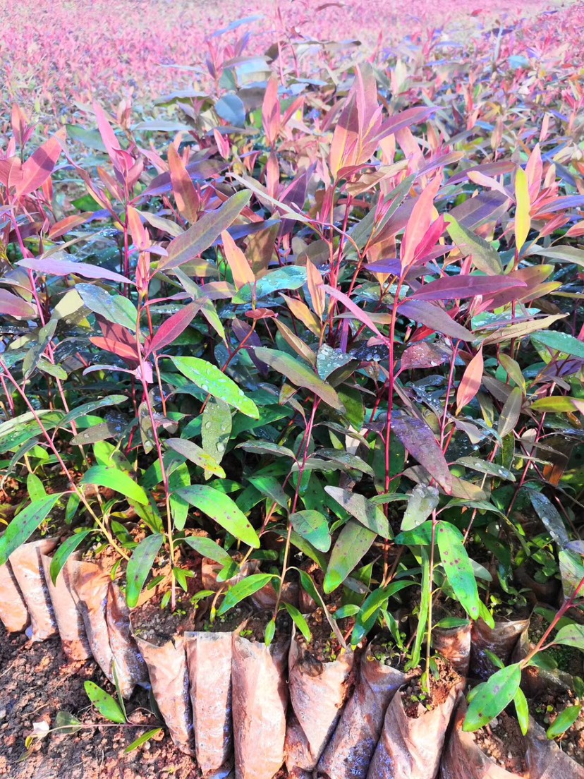 [桉树苗批发]桉树苗 广9桉树速生桉袋苗耐寒易成活好