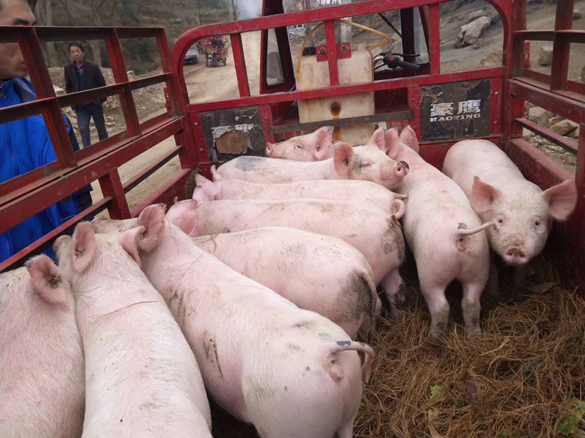 贵州威宁彝族回族苗族自治县土猪苗 白猪苗 货源充足 食欲好 抗病能力