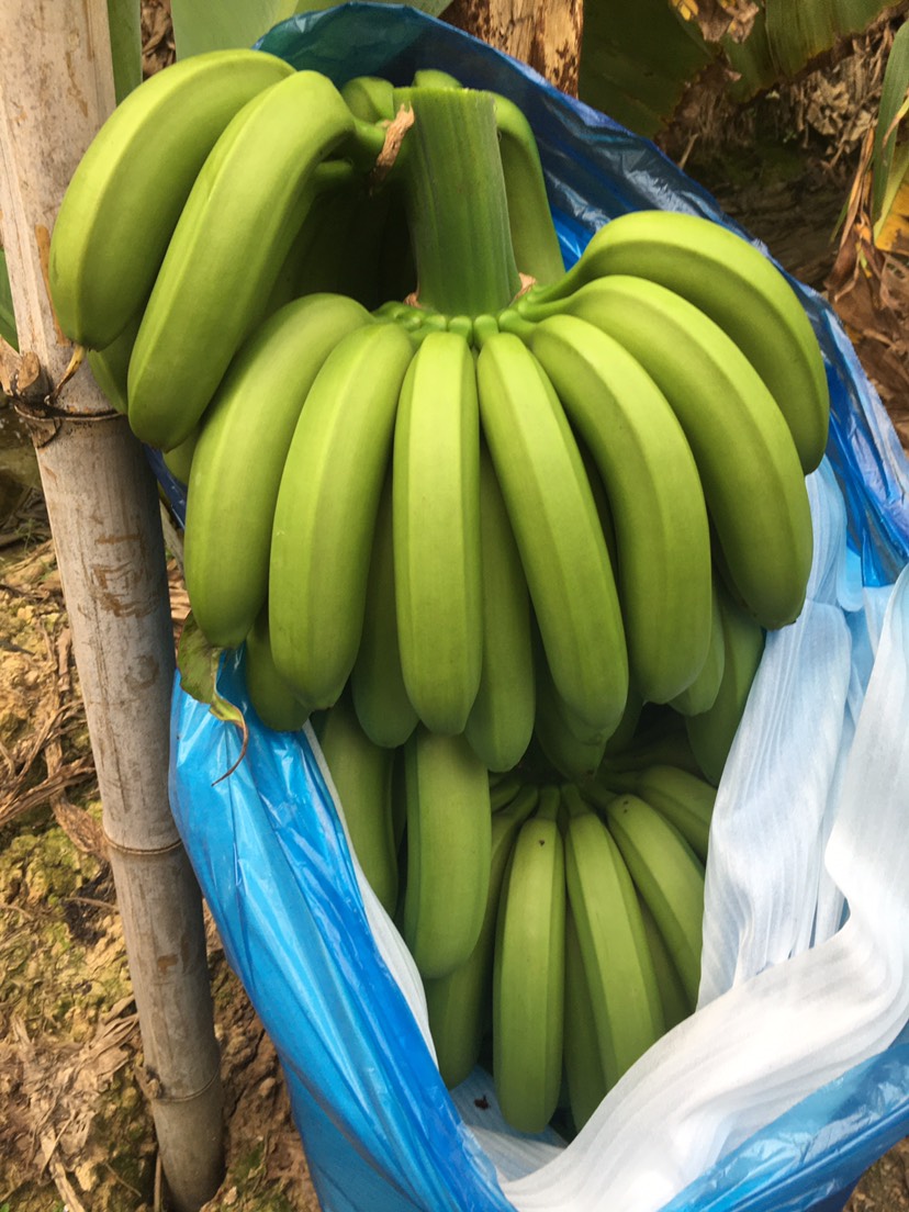 广东本地香蕉近期大量批发