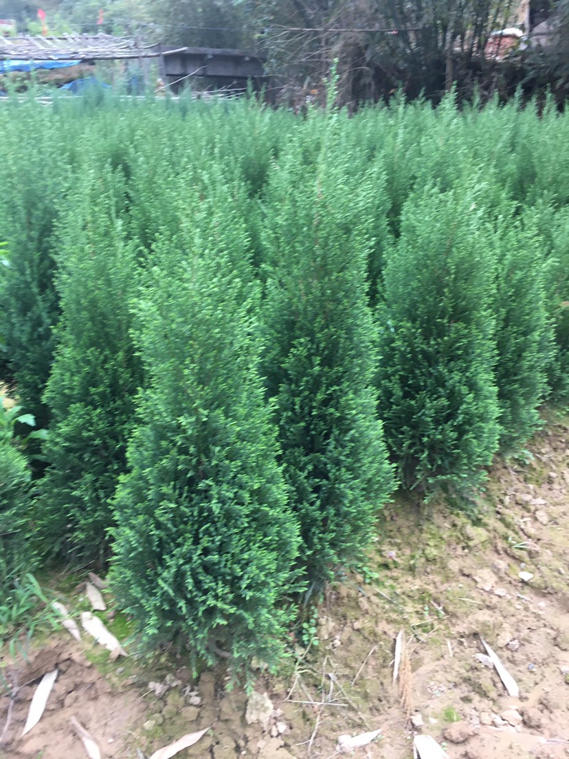 贵州柏树苗批发采购_贵州柏树苗供应_贵州柏树苗价格_贵州柏树苗批发