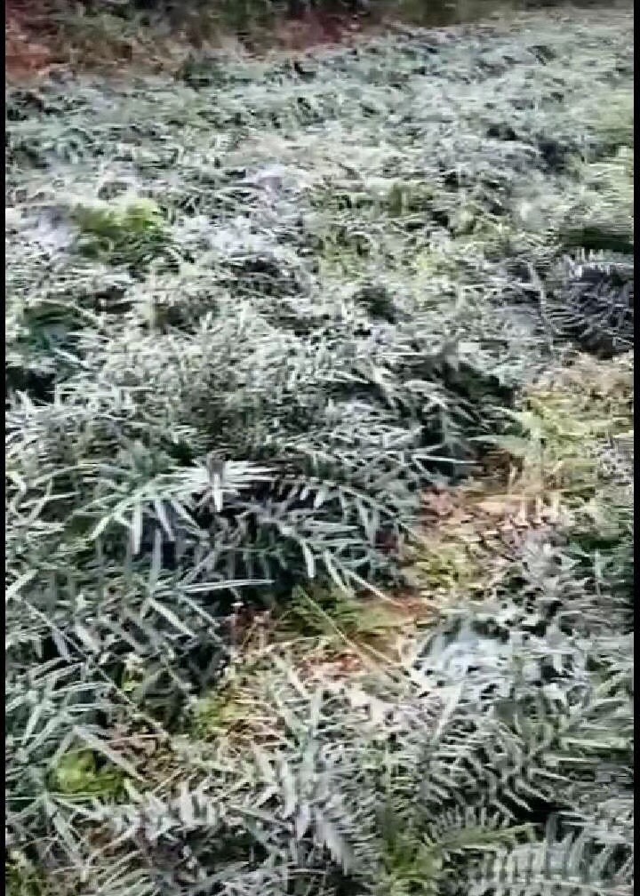 [中药材山药批发]中药材山药 马刺根价格18元/斤