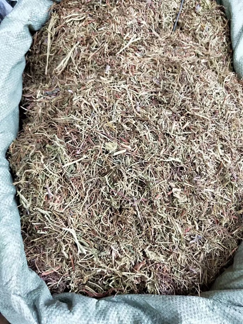 中药材伸筋草
