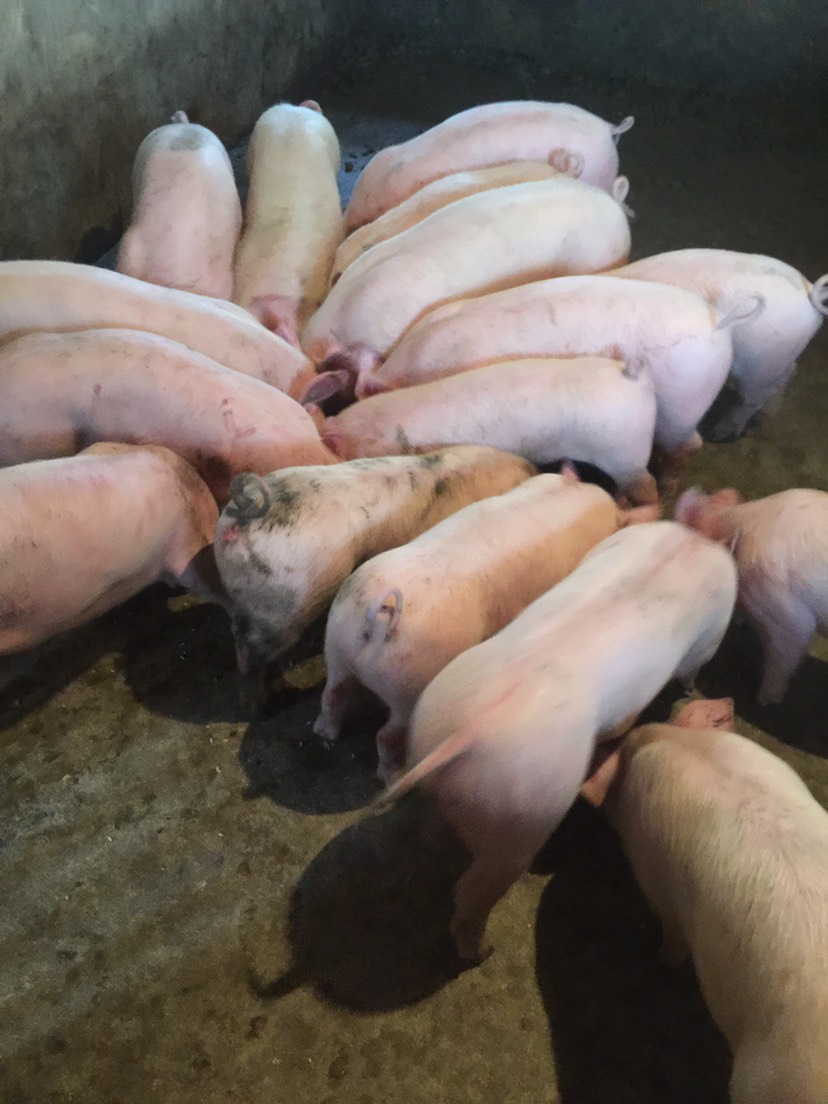 长年对外出售30-70斤三元仔猪 品种有:三元,杜洛克,长白
