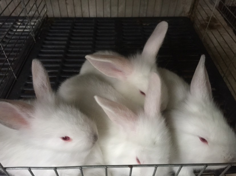 伊拉兔 小兔,种兔大量出售,品种多样,颜色多样