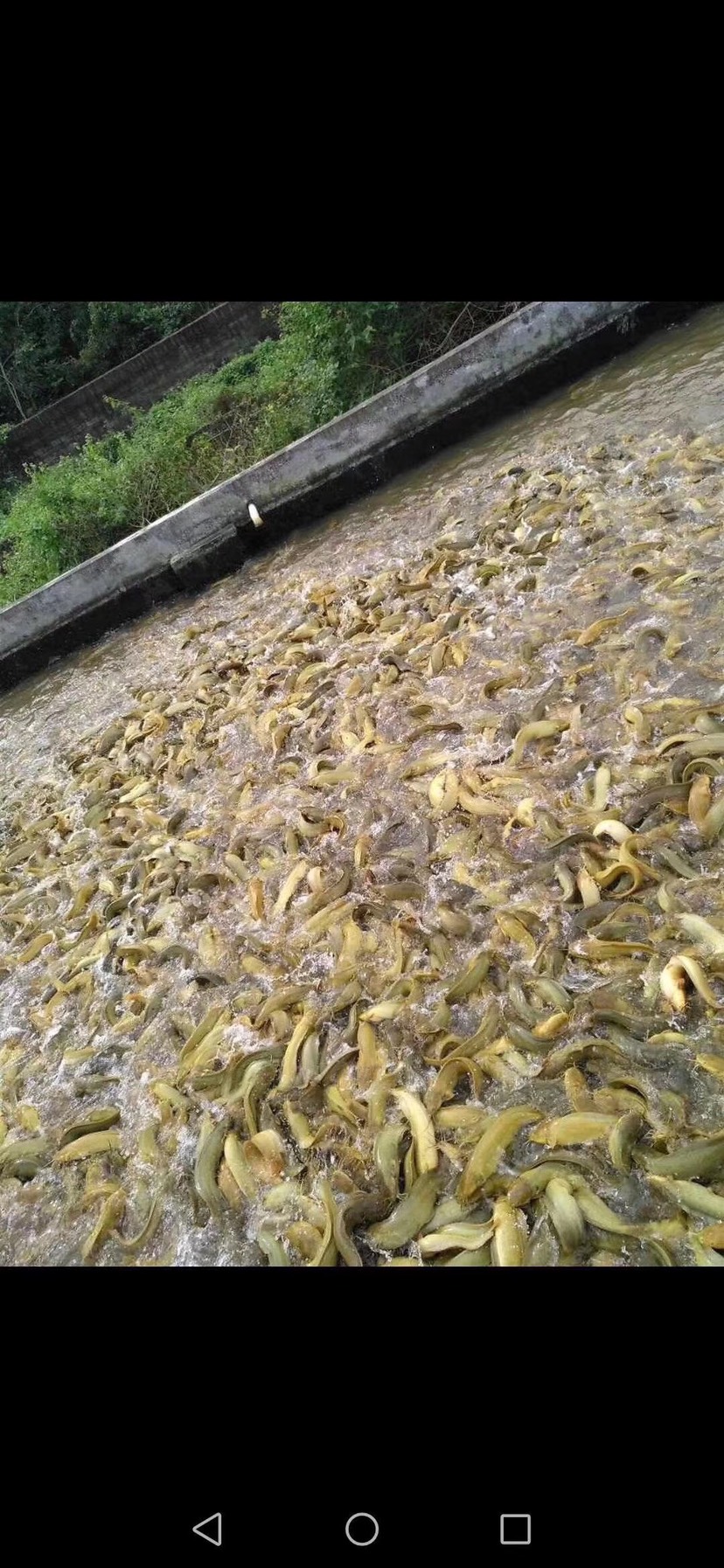 三黄塘虱鱼苗 三黄塘虱鱼 三黄塘角鱼
