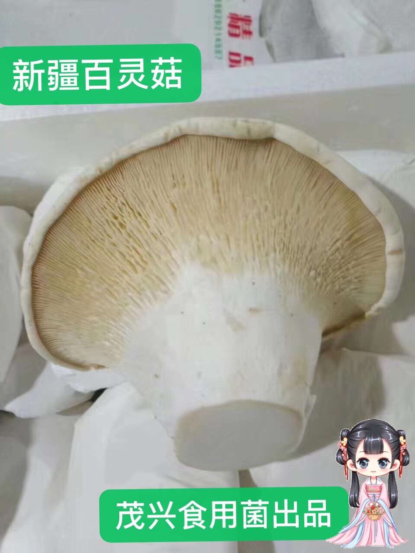 白灵菇 舌尖上的美味～百灵菇,产自美丽的新疆天山,是难得的优选食材!