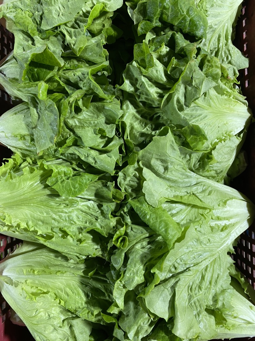 生菜4~5两