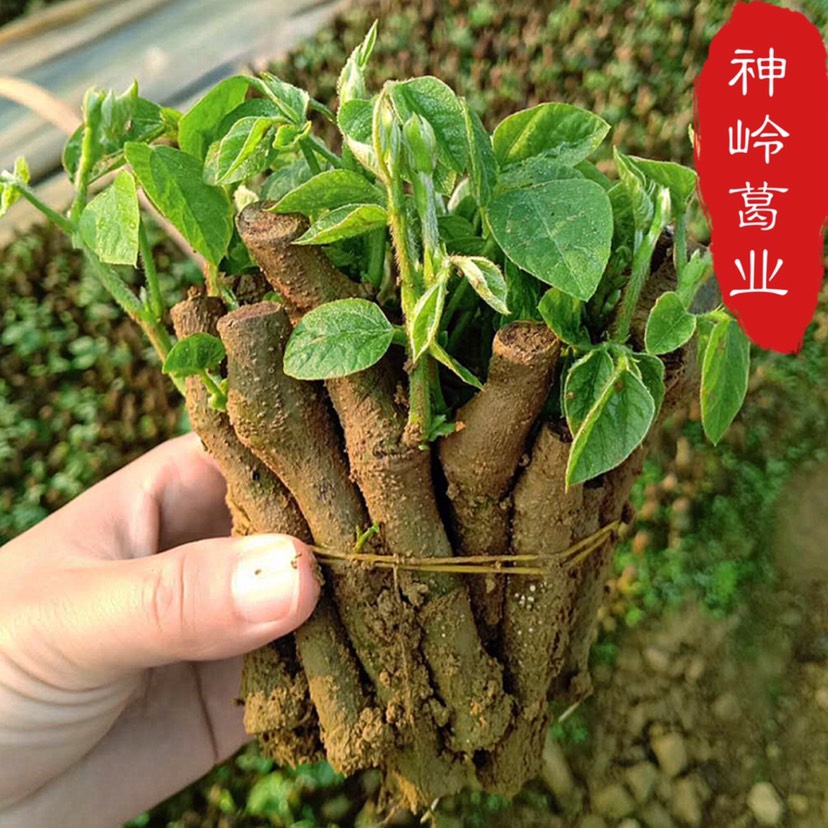 [葛根种苗批发] 粉葛*粉葛种苗组培苗2代苗*更粉更*株