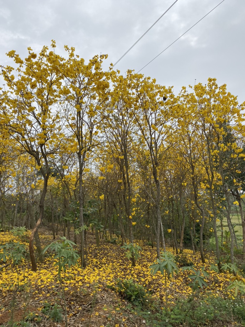 广东湛江廉江市黄花风铃木 黄金风铃树,需要的联系