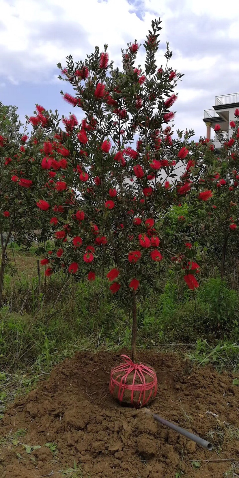 红千层 红千层盆栽 金宝树 多花红千层高档类植物优价供应