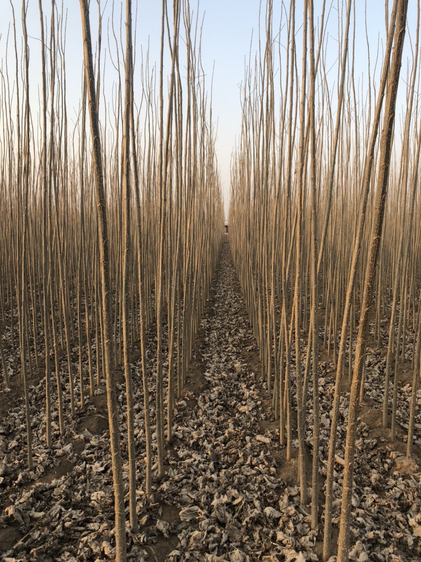 供应大厅  苗木花草  杨树  商品属性 品种名:107速生杨 品种名:107速