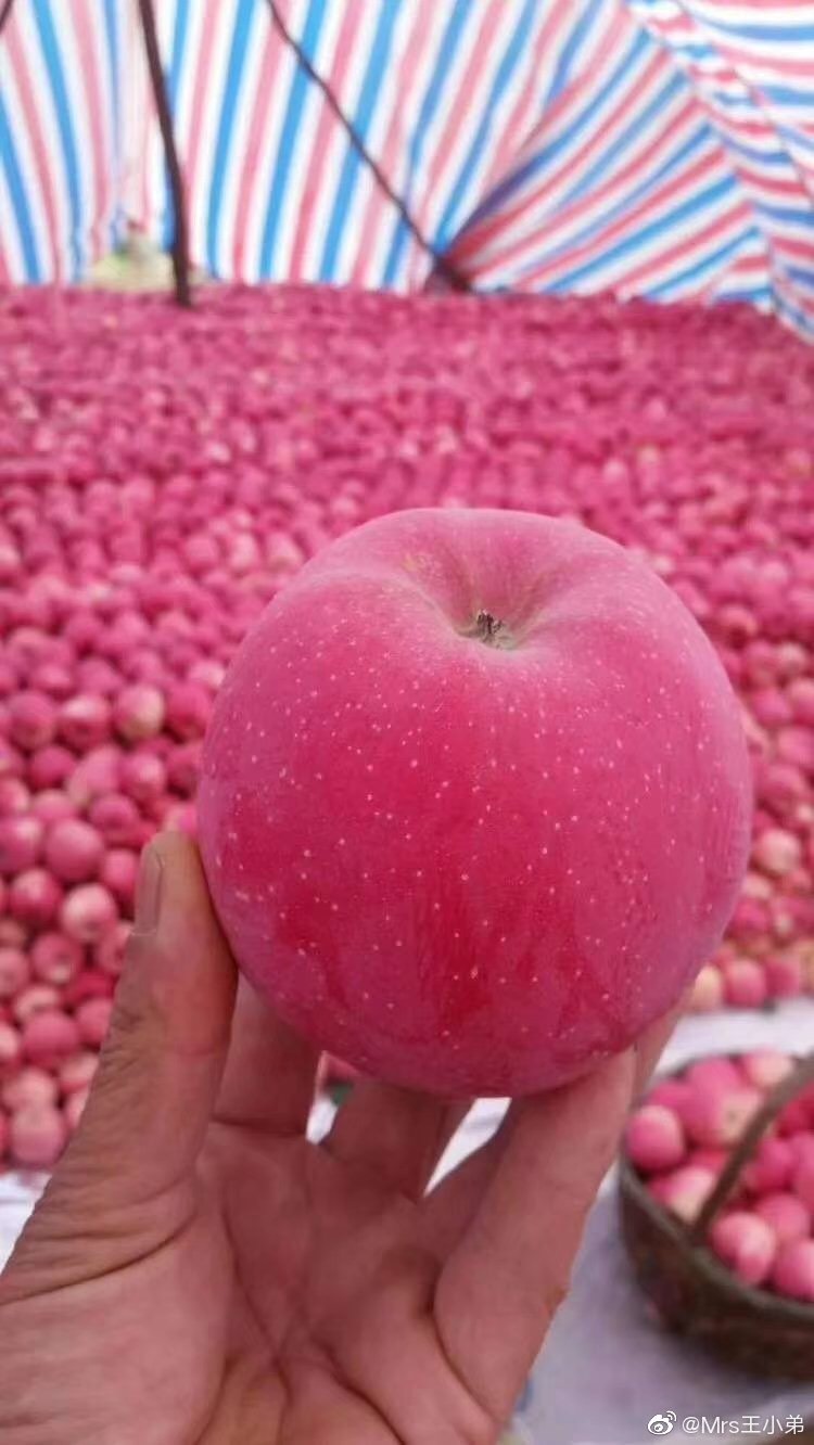 静宁红富士苹果,产地大量供应,条红片红