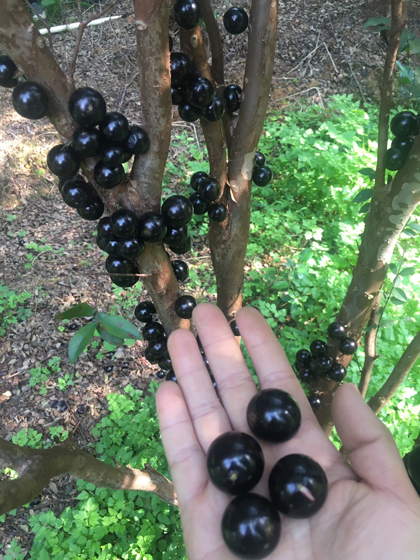 沙巴嘉宝果 嘉宝果……树杆上的黑珍珠