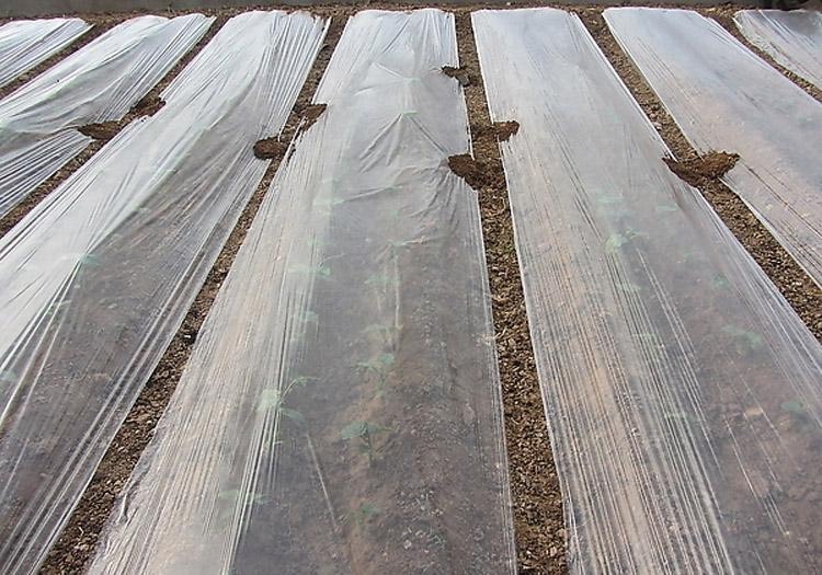 白地膜农用银黑色薄膜果树蔬菜棚工程混凝土保护薄膜小拱棚专用