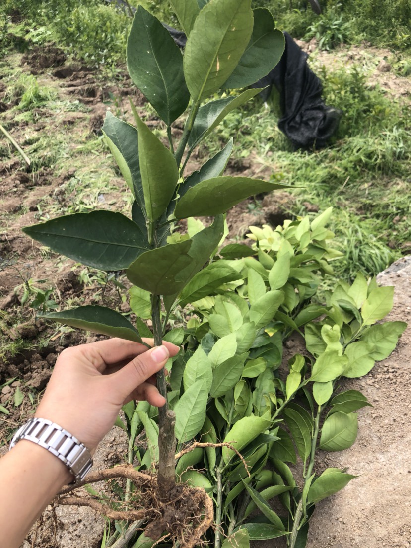 黄美人柑橘苗 黄美人树苗新品种