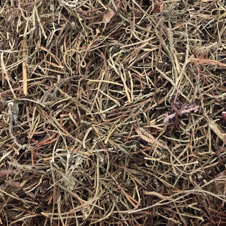马尾伸筋草 中药材
