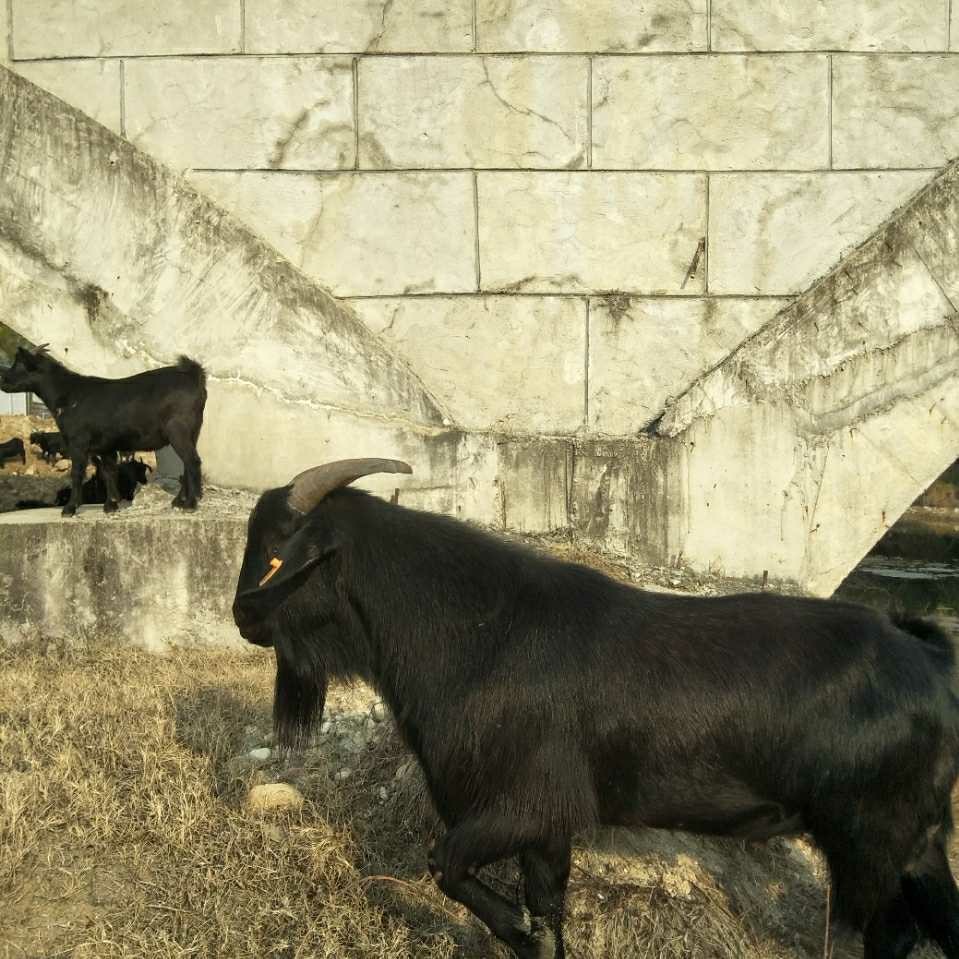 这两年黑山羊长脓包太严重,有什么方法预防和治疗呢?