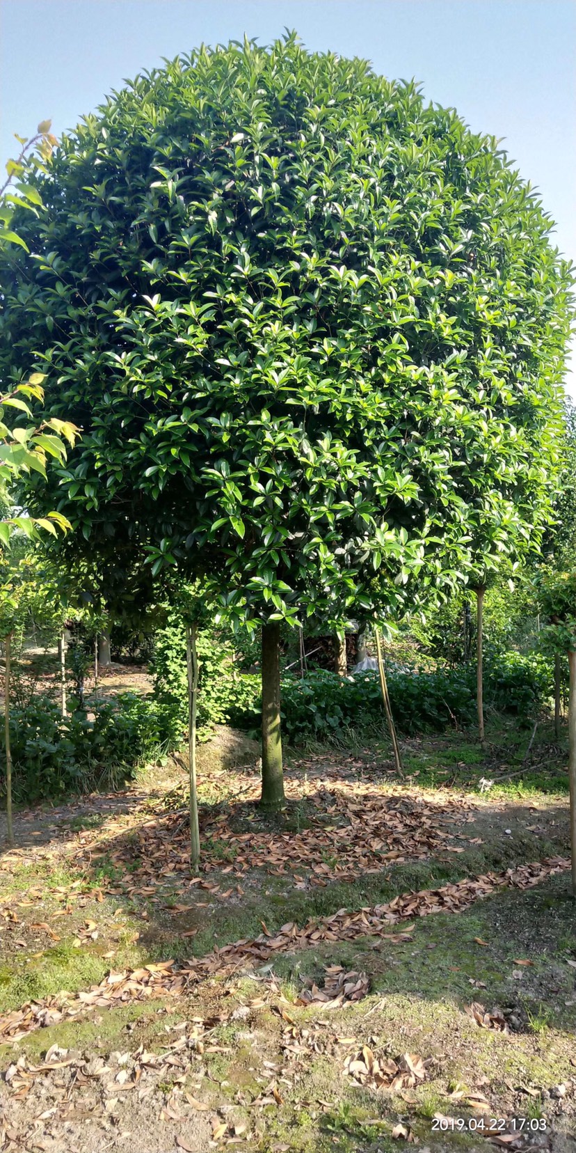 普通桂花树 精品桂花