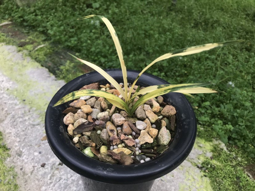 春兰精品虎斑艺兰花