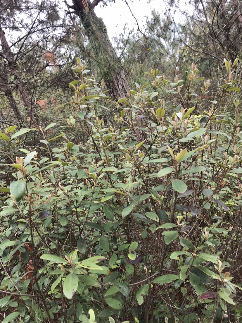 广东梅州梅江区岗梅根 山棯根 岗棯根 当梨根 可熬汤泡酒