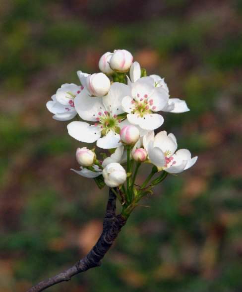 供应各种梨花 鸭梨花 丰水梨花 出粉率高 万亩梨花产地